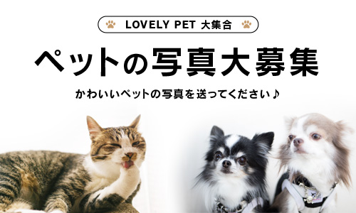 ペットの写真大募集